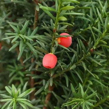 Hybrid Yew Seeds - Verdseeds