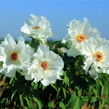 Ice Purity Tree Peony Seeds - Verdseeds