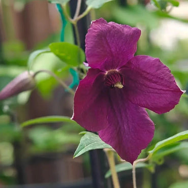 Jackmanii Clematis Seeds - Verdseeds