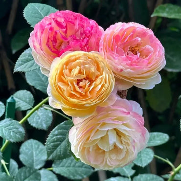 Janssen Rose Seeds - Verdseeds