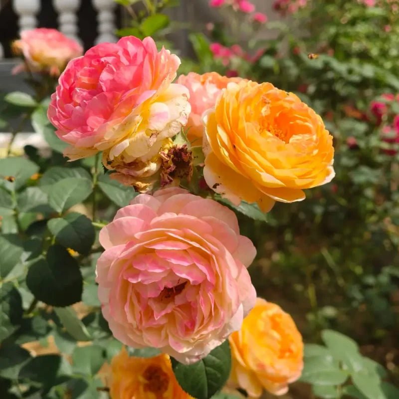 Janssen Rose Seeds - Verdseeds