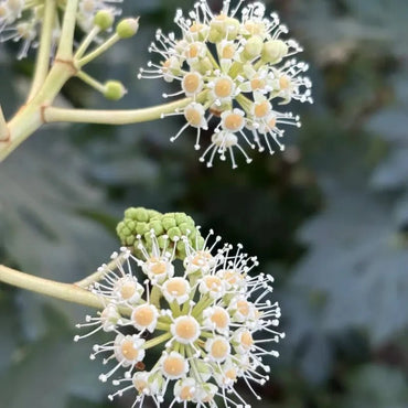Japanese Aralia Seeds - Verdseeds