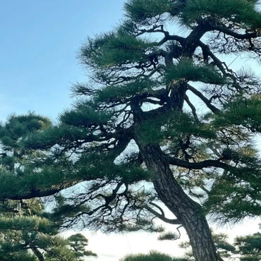 Japanese Black Pine Seeds - Verdseeds