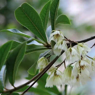 Japanese Blueberry Tree Seeds - Verdseeds
