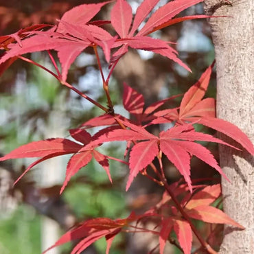Japanese Maple Seeds - Verdseeds