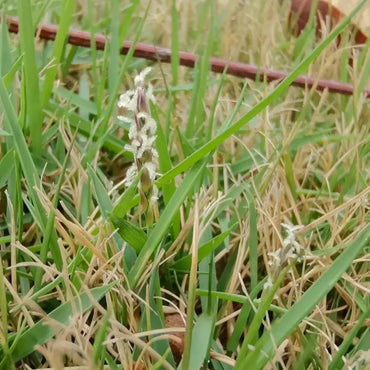Japanese Zoysia Grass Seeds - Verdseeds