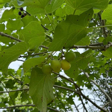 Jatropha Seeds - Verdseeds