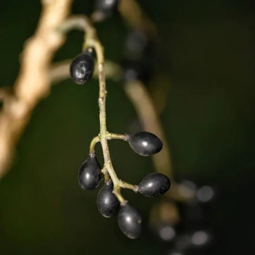 Java Brucea Seeds - Verdseeds