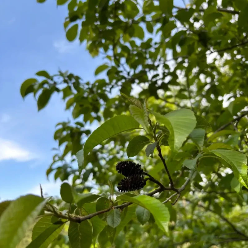 Chinese Alder Seeds