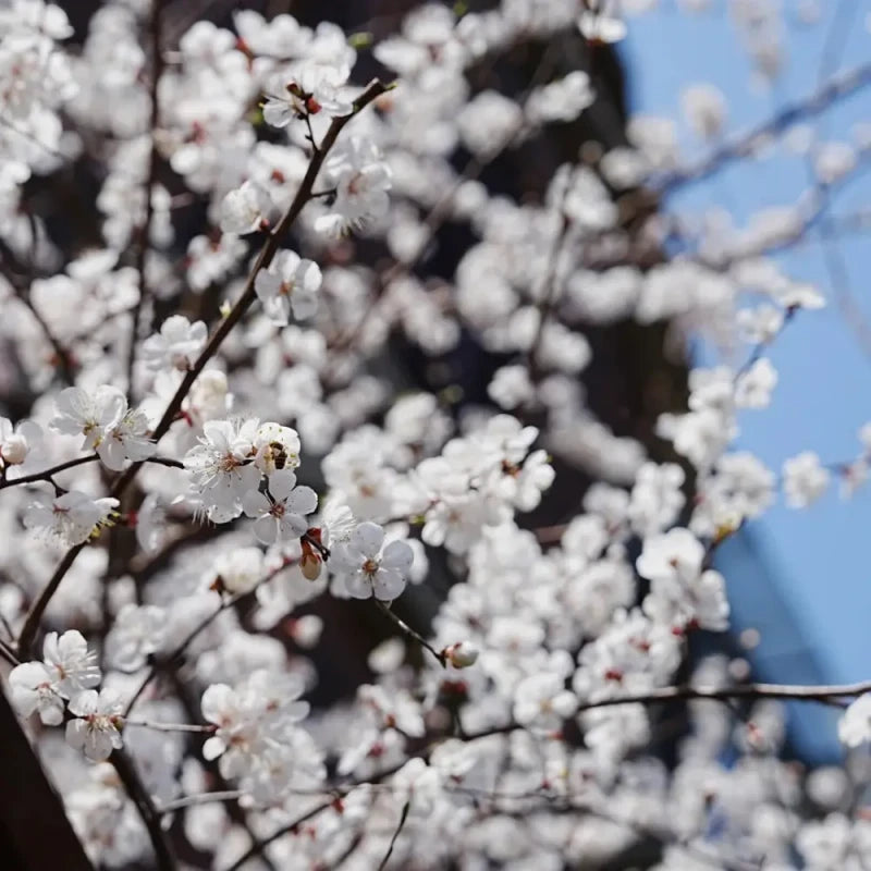 Apricot Seeds