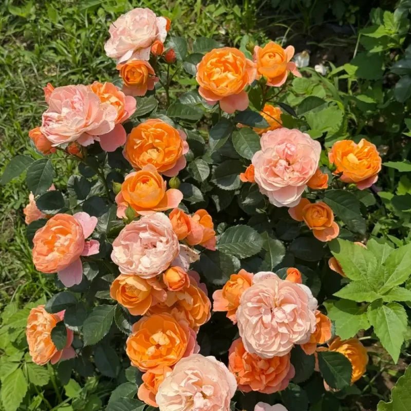 Juicy Terrazza Garden Rose Seeds - Verdseeds