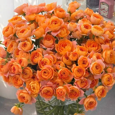Juicy Terrazza Garden Rose Seeds - Verdseeds