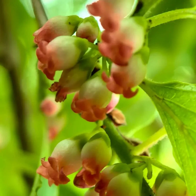 Date Plum Seeds
