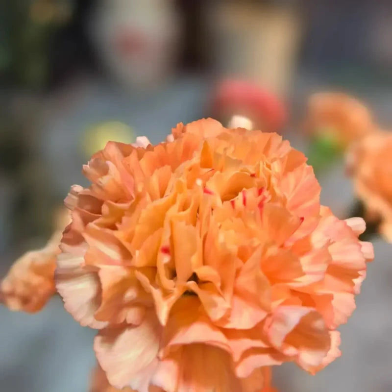 Orange Glow Carnation Seeds