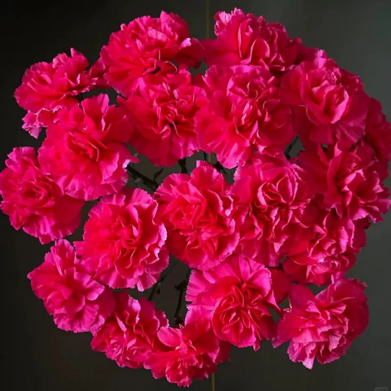 Rose Pink Carnation Seeds
