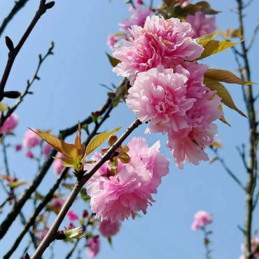 Kanzan Flowering Cherry Seeds - Verdseeds