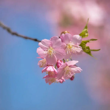 Kawazu Flowering Cherry Seeds - Verdseeds