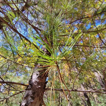Korean Pine Seeds - Verdseeds