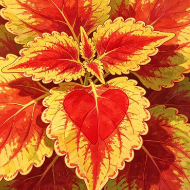 Lace Red Heart Coleus Seeds - Verdseeds