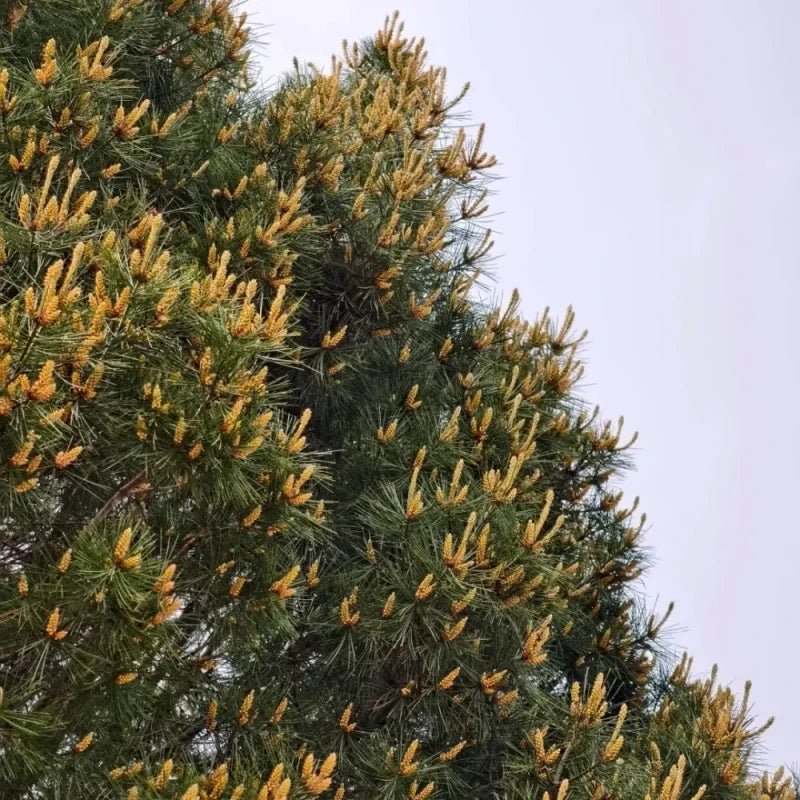 Lacebark Pine Seeds - Verdseeds