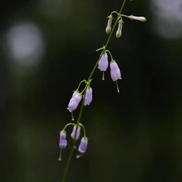Ladybell Seeds - Verdseeds