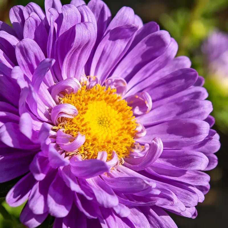 Large Flower Purple Strawflower Seeds - Verdseeds