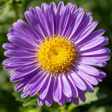 Large Flower Purple Strawflower Seeds - Verdseeds