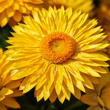 Large Flower Yellow Strawflower Seeds - Verdseeds