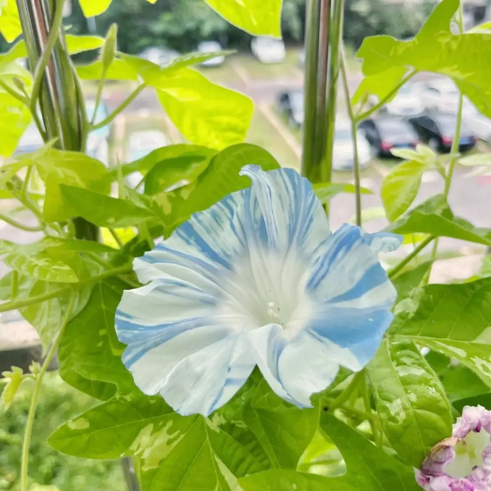 Large-Flowered Mixed Color Morning Glory Seeds - Verdseeds