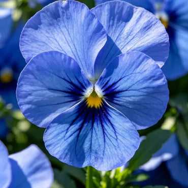 Large - Flowered Pure Blue Pansy Seeds - Dream Butterfly Series - Verdseeds
