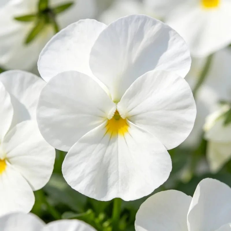 Large - Flowered Pure White Pansy Seeds - Dream Butterfly Series - Verdseeds