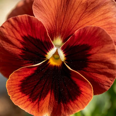 Large - Flowered Reddish Brown Pansy Seeds - Dream Butterfly Series - Verdseeds