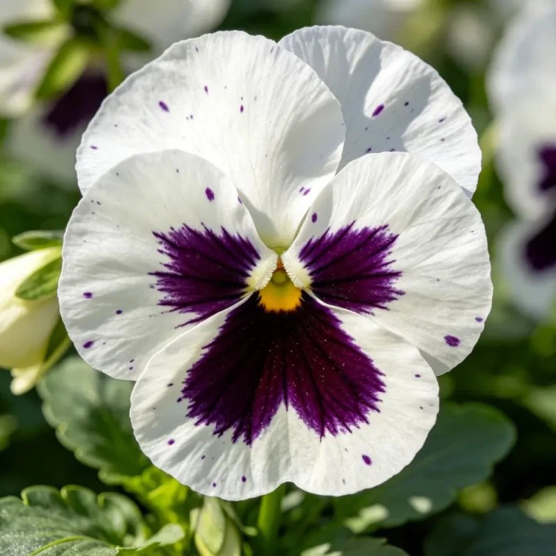 Large - Flowered White Spot Pansy Seeds - Dream Butterfly Series - Verdseeds