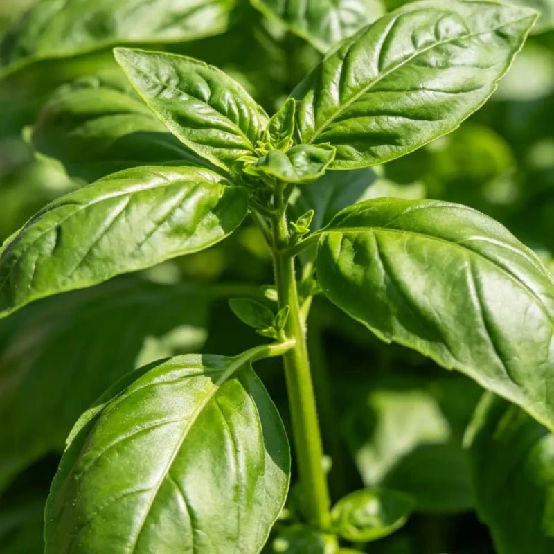 Large Leaf Basil Seeds - Verdseeds