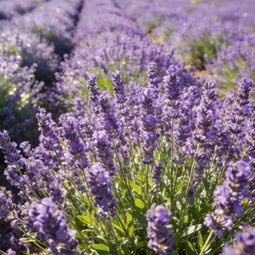 Lavender Seeds - Verdseeds
