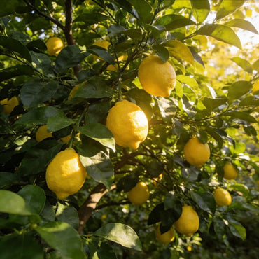 Lemon Seeds - Verdseeds