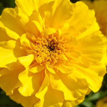 Lemon Yellow Marigold Seeds - Verdseeds