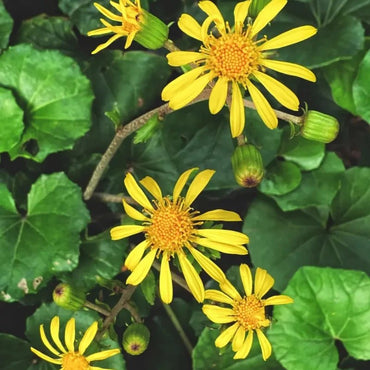 Leopard Plant Seeds - Verdseeds