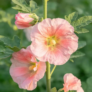 Light Pink Common Mallow Seeds - Verdseeds