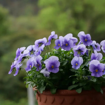 Lighthouse Viola Seeds - Verdseeds