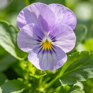 Lilac Viola Seeds - Verdseeds