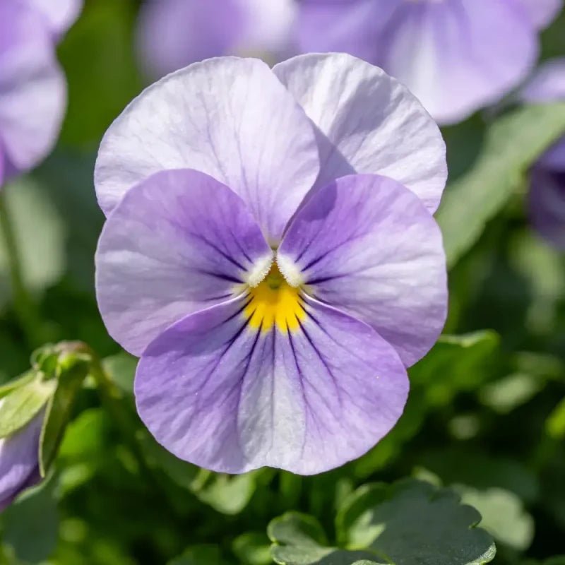 Lilac Viola Seeds - Verdseeds