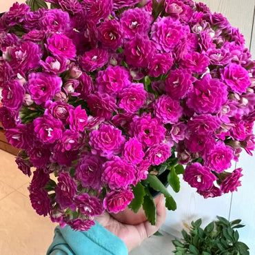 Lina Kalanchoe Seeds - Verdseeds