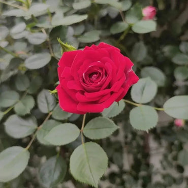 Little Girl Rose Seeds - Verdseeds