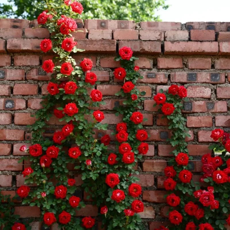 Little Girl Rose Seeds - Verdseeds