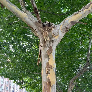 London Plane Tree Seeds - Verdseeds