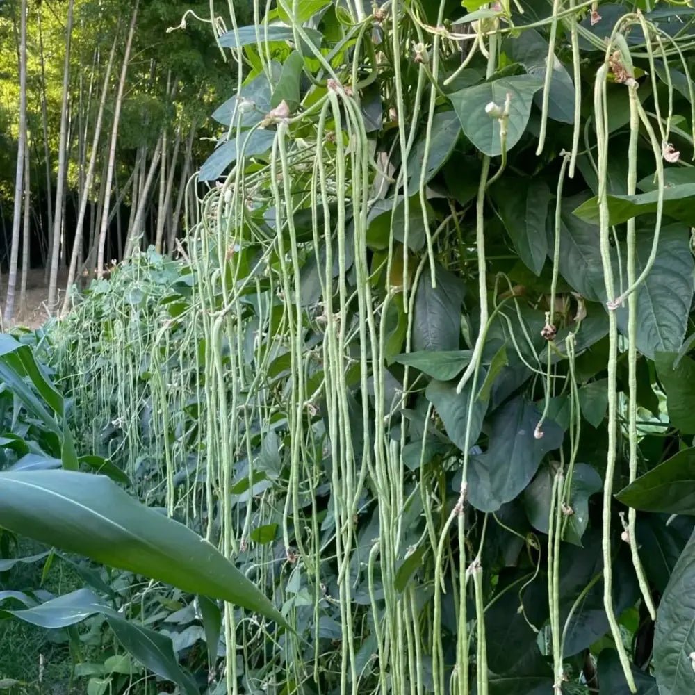 Long Bean Seeds - Verdseeds