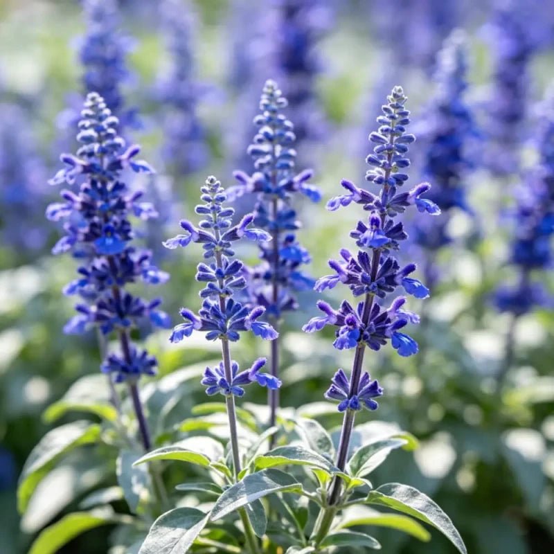 Low Pole Blue Sage Seeds - Verdseeds