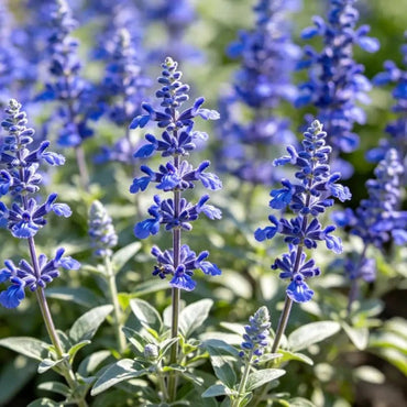 Low Pole Blue Sage Seeds - Verdseeds