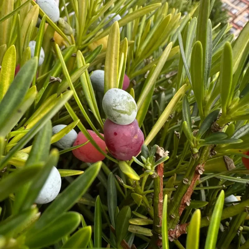 Buddhist Pine Seeds